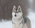 Husky on the walk Royalty Free Stock Photo