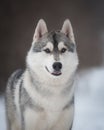 Husky on the walk Royalty Free Stock Photo