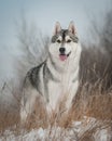 Husky on the walk Royalty Free Stock Photo