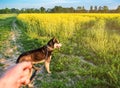 Husky walks on a leash