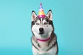 husky wearing a party hut and smiling