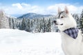 Husky on white snow background Royalty Free Stock Photo