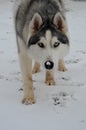 Husky on winter walk in the forest