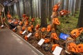 Forest tools on display in Husqvarna Museum in Husqvarna, Sweden Royalty Free Stock Photo