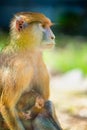 Hussar. shooting through glass. red monkey with baby in zoo aviary Royalty Free Stock Photo