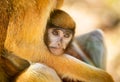 Hussar. shooting through glass. red monkey with baby in zoo aviary Royalty Free Stock Photo