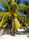 Hut on the beach in Mexico