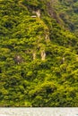 Lake Atitlan Forest Royalty Free Stock Photo