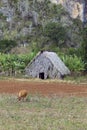 Hut in the field. Cuba. Vinales Valley