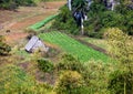 Hut in the field. Cuba. Vinales Valley