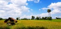 Hut in green and yellow rice field with palm tree and blue sky with cloud background Royalty Free Stock Photo