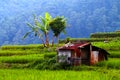 hut house in the mountain rice field area Royalty Free Stock Photo