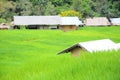 Hut and houses in paddy field