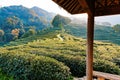 Hut with Longjing tea fields Royalty Free Stock Photo