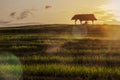 A hut in the middle of a rice field and a person sitting in a hut. Royalty Free Stock Photo