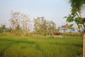 hut in the middle of a rice field Royalty Free Stock Photo