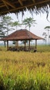 hut in the middle of the rice fields Royalty Free Stock Photo