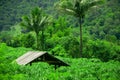 Hut in plantation