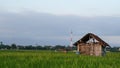 hut that stands alone in the middle of rice fields