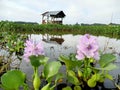 A hut on the lake surrounded by floating aquatic plant water hyacinth