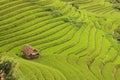 Hut surrounds by rice terraces