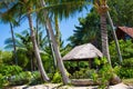 Hut with a thatched roof among coconut palms