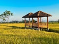 hut. Traditional farmer hut in the middle of rice fields in Asia. gazebo, pergola, shack, hovel, cottage in the rice fields Royalty Free Stock Photo