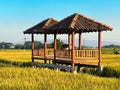 hut. Traditional farmer hut in the middle of rice fields in Asia. gazebo,. pergola, shack, hovel, cottage in the rice fields Royalty Free Stock Photo