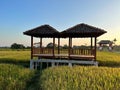 hut. Traditional farmer hut in the middle of rice fields in Asia. ga.zebo, pergola, shack, hovel, cottage in the rice fields Royalty Free Stock Photo