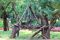 Hut on tree