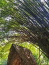 A hut under bamboo tree. Royalty Free Stock Photo