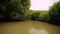 Hutan mangrove ayah kebumen view from boat