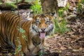 Hutan the Sumatran Tiger sitting in his enclosure Royalty Free Stock Photo