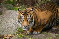 Hutan the Sumatran Tiger sitting in his enclosure Royalty Free Stock Photo