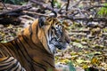 Hutan the Sumatran Tiger sitting in his enclosure Royalty Free Stock Photo