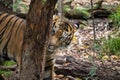 Hutan the Sumatran Tiger sitting in his enclosure Royalty Free Stock Photo