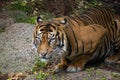 Hutan the Sumatran Tiger sitting in his enclosure Royalty Free Stock Photo