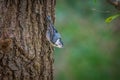 Huthatch bird nut pecker in the wild on a tree