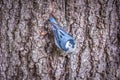 Huthatch bird nut pecker in the wild on a tree