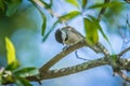 Huthatch bird nut pecker in the wild on a tree