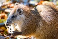 Hutia Royalty Free Stock Photo