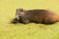 Hutia konga Royalty Free Stock Photo