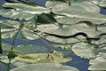 Grass snake at Hutovo Blato nature reserve