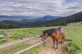 Hutsul brown horse in the Ukrainian Carpathians