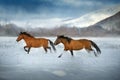 Hutsul horse in winter mountain Royalty Free Stock Photo