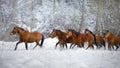 Hutsul horse in snow field Royalty Free Stock Photo
