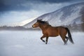 Hutsul horse in winter mountain Royalty Free Stock Photo