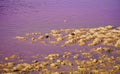 Hutt Lagoon pink salt lakes