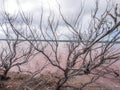 Hutt Lagoon's Pink Lake