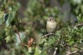 Huttons Vireo bird Royalty Free Stock Photo
